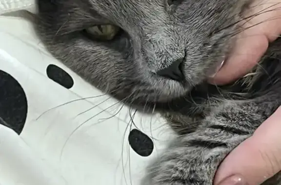 Пропал кошка, улица Л.Толстого, Полтавский, Трудобеликовский - серый котик с пушистым хвостиком - photo