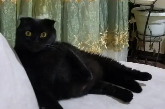 Найдена кошка, Воронеж, фото: Найдена кошка, Ленинский проспект, Воронеж - черный гладкошерстный вислоухий шотландец