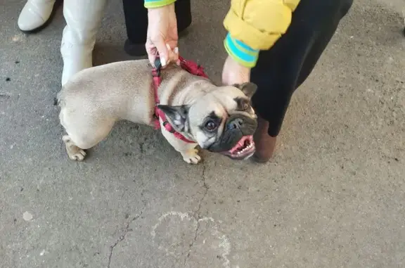 Найдена собака, Москва, фото: Найдена собака, Широкая улица, 23 к2, Москва - кидается ко всем, ищет хозяина