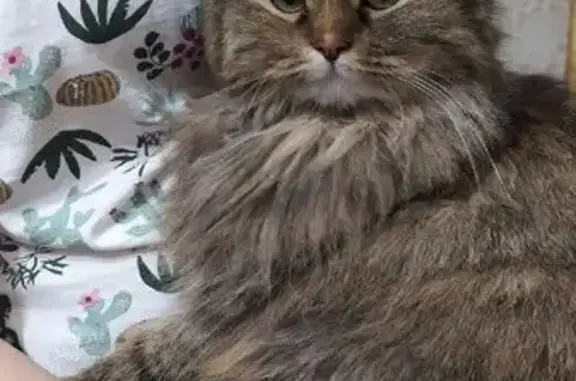 Пропала кошка, улица Космонавтов, 7А, Чусовой - разношëрстная, пушистая - photo