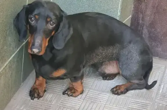 Найдена собака, Пушкино, фото: Найден собака, 1-я Серебрянская улица, 21, Пушкино - такса кобель чёрный с рыжими подпалинами