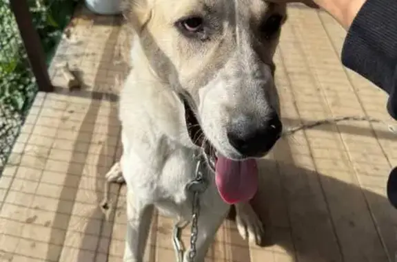 Пропала собака, Земляничная улица, Сочи - бело-бежевая девочка с красным адресником - photo