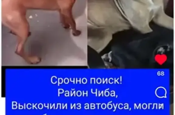 Пропала собака, проспект Героев Отечества, Владикавказ - photo