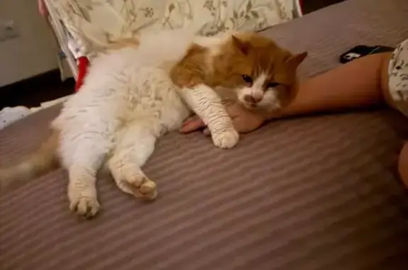 Пропала кошка, Белорусская улица, 3, Одинцово - белый с рыжими пятнами - photo