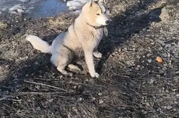 Найдена собака, Кременкульское, фото: Найдена собака, ЧКАД, Кременкульское сельское поселение, Кременкульское - лайка или хаски