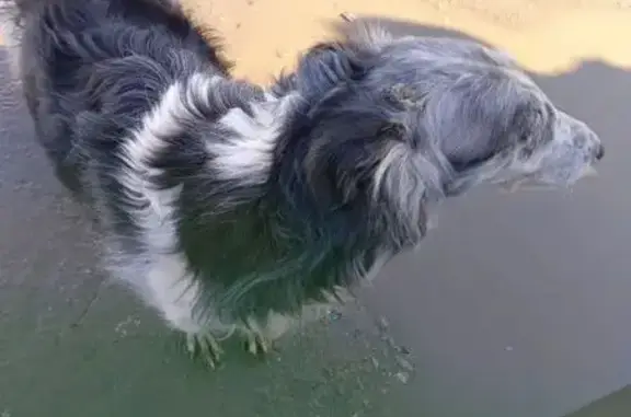 Найдена собака, Исады, фото: Найдена собака Девочка, Исады (rf1157741)