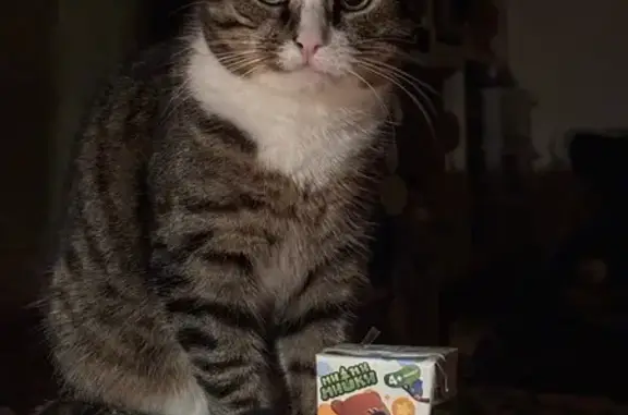 Пропала кошка, Октябрьская улица, 33, Северодвинск - photo