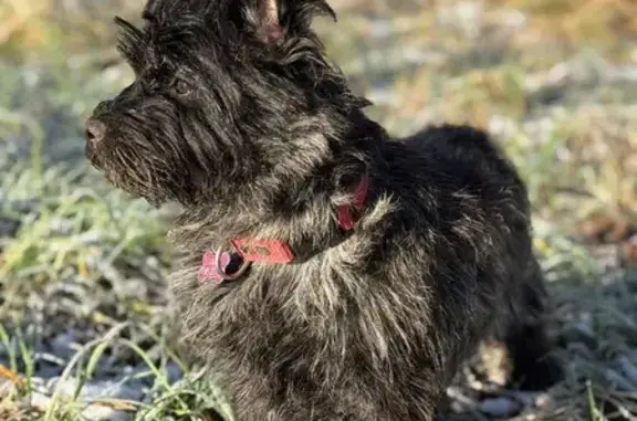 Собаки потеряшки, Раменский, фото: Потеряшка собака, улица 1-й массив, 36