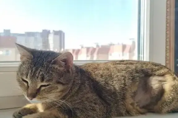 Найденные животные Воронеж, фото: Найдена кошка, улица Артамонова, 34/1, Воронеж - беременна, не переносит собак