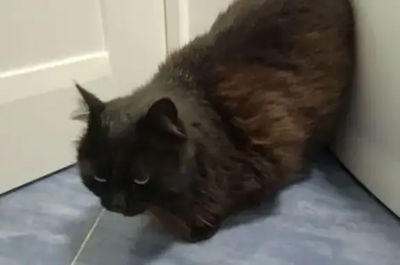 Найдена кошка, Ростов-на-Дону, фото: Найдена кошка, Батуринская улица, Ростов-на-Дону - вся чёрная и пушистая