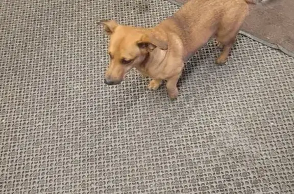 Найдена собака, Ульяновск, фото: Найден собака, проспект Созидателей, 10, Ульяновск - в магазине Гулливер