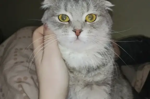 Кошки потеряшки, Алексин, фото: Потеряшка кошка, Алексин, Тульская область - вислоухая, серенькая, полосатая