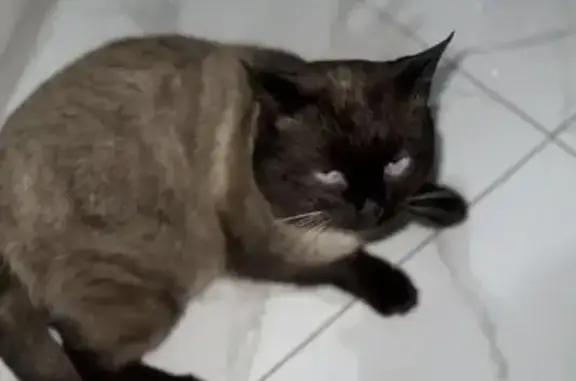 Пропала кошка, 3-я улица, 182, Ставрополь - photo