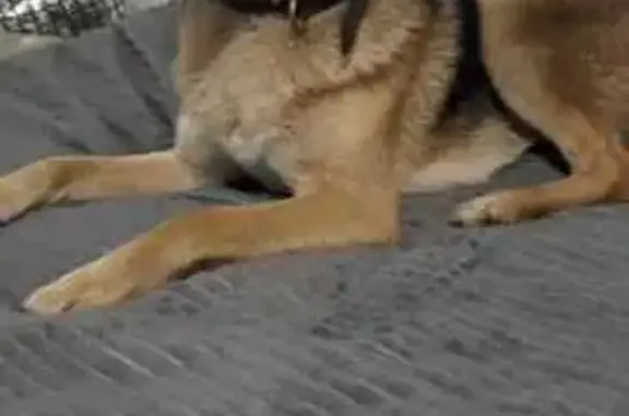 Пропала собака Мальчик, Миловский сельсовет (rl1157751) - photo