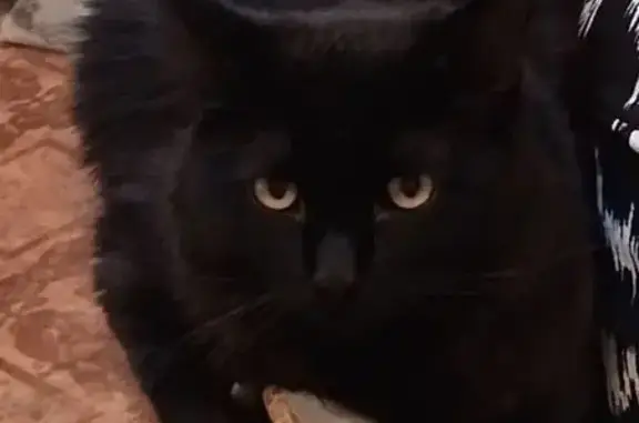 Пропал кот, улица Бочкарёва, 11Б, Салават - черный пушистый - photo