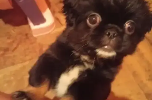 Пропала собака, женская, Улан-Удэ, Бурятия - photo