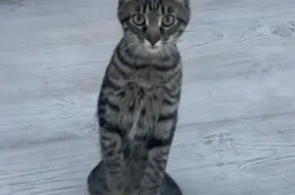 Пропала кошка, улица Йывана Кырли, 35А, Йошкар-Ола - серый окрас, 5 месяцев - photo