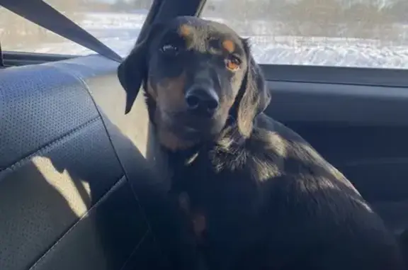 Объявления о пропавших и найденных животных, Сергиево-Посадский городской округ, фото: Найдена собака, 46К-8400, Сергиево-Посадский городской округ - черная с подпалинами