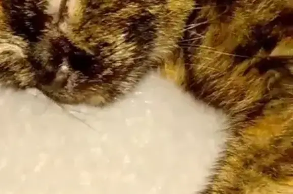 Пропала кошка, улица Каримова, Махачкала - кормящая, проблемы со здоровьем - photo