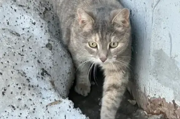 Найдена кошка, Казань, фото: Найдена кошка, улица Качалова, Казань - с ошейником