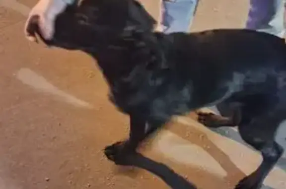 Найдена собака, Москва, фото: Найден собака, мужской, Ореховый бульвар, Москва - черный щенок с цепью