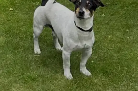 Пропала собака Мальчик, Кузьмищенское (rl1157774) - photo