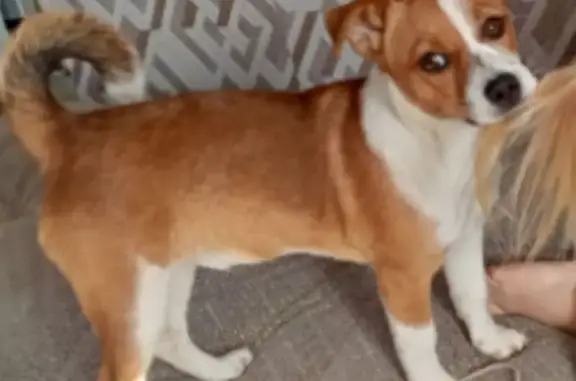 Пропал собака, мужской, Прудская улица, 8, Новоалтайск - рыжий - photo