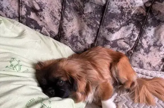 Пропала собака, Красная улица, Новозыбков - рыжий окрас, черная мордочка - photo