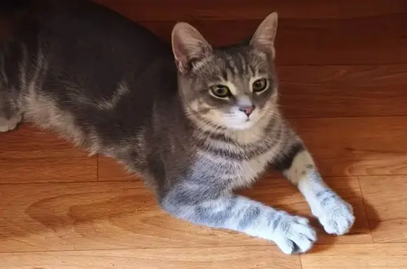 Найденные животные Самара, фото: Найдена кошка, улица Победы, 92, Самара - серый с белым пузиком и полосками