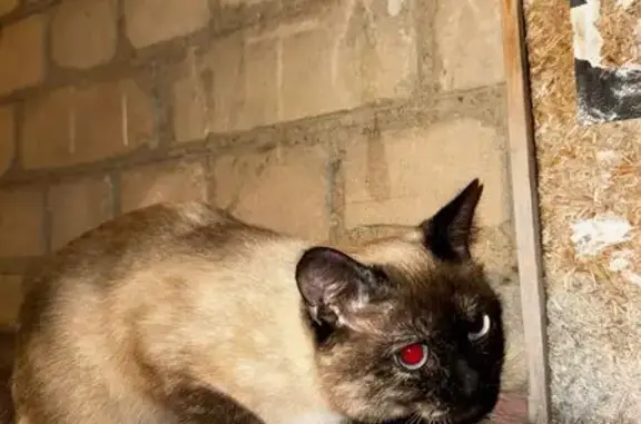 Объявления о пропавших и найденных животных, Волгоград, фото: Найден кошка, улица Кузнецова, 13, Волгоград - порода сиамская