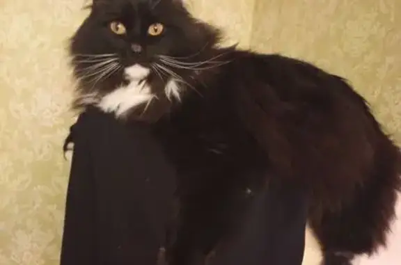 Пропал кот, улица Пархоменко, Нижняя Тура - черный с белыми пятнами - photo