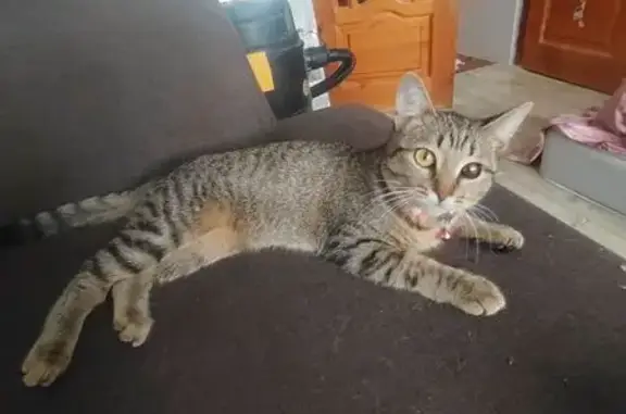 Кошки потеряшки, Новокуйбышевск, фото: Потеряшка кошка, улица Карбышева, 14, Новокуйбышевск - розовый ошейник