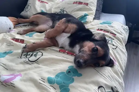 Пропала собака, проспект Свердлова, 86, Дзержинск - photo