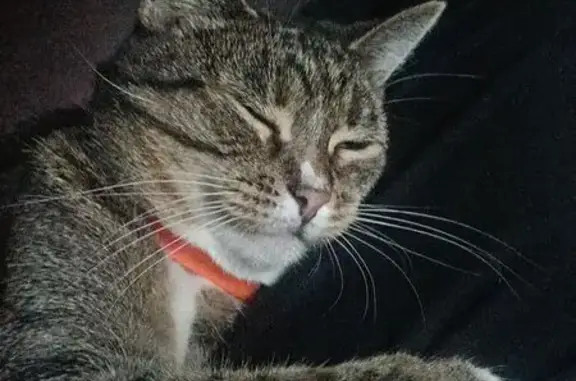 Пропала кошка, улица Красных Зорь, Краснодар - photo