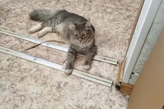 Найдена кошка, Екатеринбург, фото: Найден кот, улица Пехотинцев, Екатеринбург - дымчатый с белыми лапками