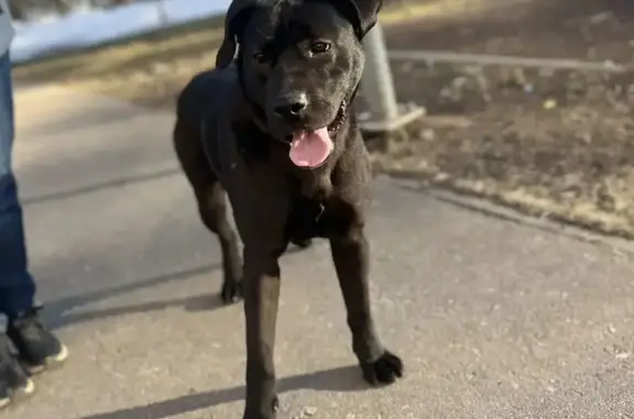 Найдена собака, Балашиха, фото: Найдена собака, Косинское шоссе, 7, Балашиха