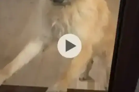 Пропал собака, Мариупольское шоссе, Таганрог - рыжий, отзывается на кличку «Симба» - photo