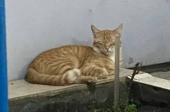 Пропала кошка, Речная улица, 7, Краснодар - photo