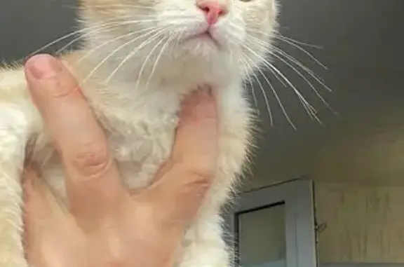 Найдена кошка, Ханты-Мансийск, фото: Найдена кошка, Комсомольская улица, Ханты-Мансийск - персиковая шерстка, около 4 мес