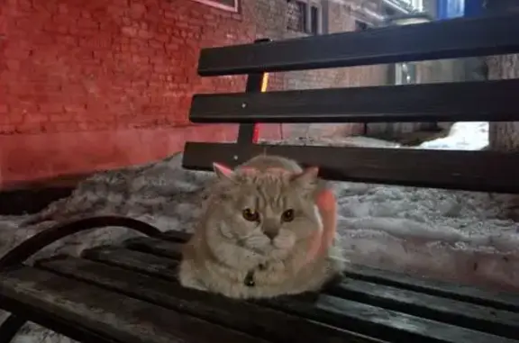Найдена кошка, Оренбург, фото: Найдена кошка, Ярославский переулок, 1Б, Оренбург - рыжая с ошейником