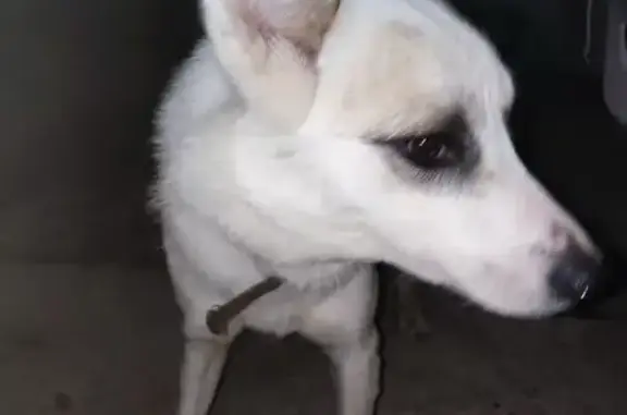 Найдена собака, Медведево, фото: Найден собака, улица Суворова, 20, Медведево - хромает на одну лапку