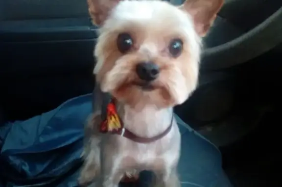 Пропала собака, Берёзовый проезд, 6, Новозыбков - старенькая и не слышит - photo