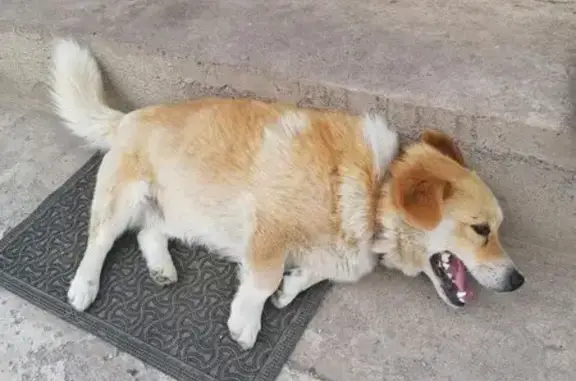 Пропала собака, Славянская улица, 54, Весенний - photo