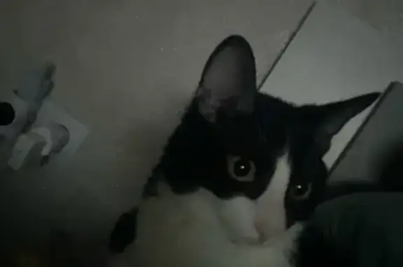 Пропал кот, улица Аккочкарова, 32, Элиста - черное пятнышко на подбородке - photo