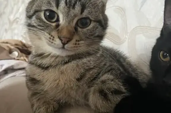 Пропала кошка, улица Ивана Черных, Томск - photo