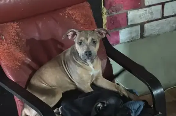 Пропала собака, проспект Героев Отечества, Владикавказ - photo