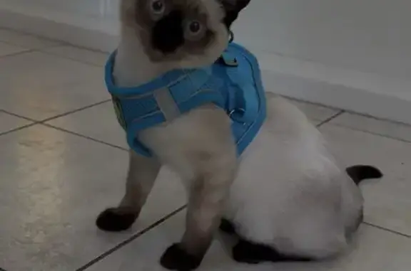 Кошки потеряшки, Ростов-на-Дону, фото: Потеряшка тайский котёнок, Онежская улица, Ростов-на-Дону - 5 месяцев, голубые глаза