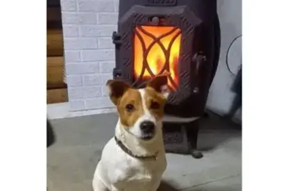 Пропала собака Мальчик, Гусево (rl1157822) - photo