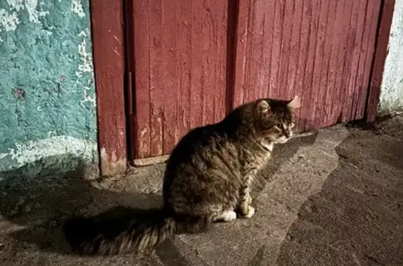 Найдена кошка, Северодвинск, фото: Найдена кошка, улица Коновалова, 12, Северодвинск - правое ушко в крови