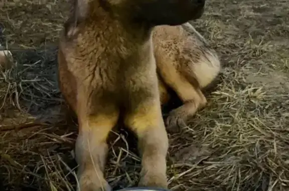 Найдена собака, Раменское, фото: Найден пёс, Раменское, Московская область - ласковый и дружелюбный